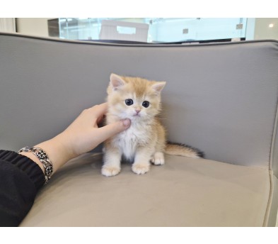 브리티시 분양합니다