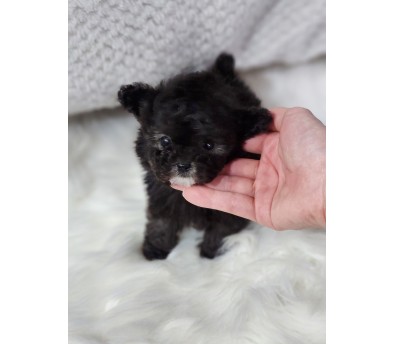 실버토이푸들 분양합니다