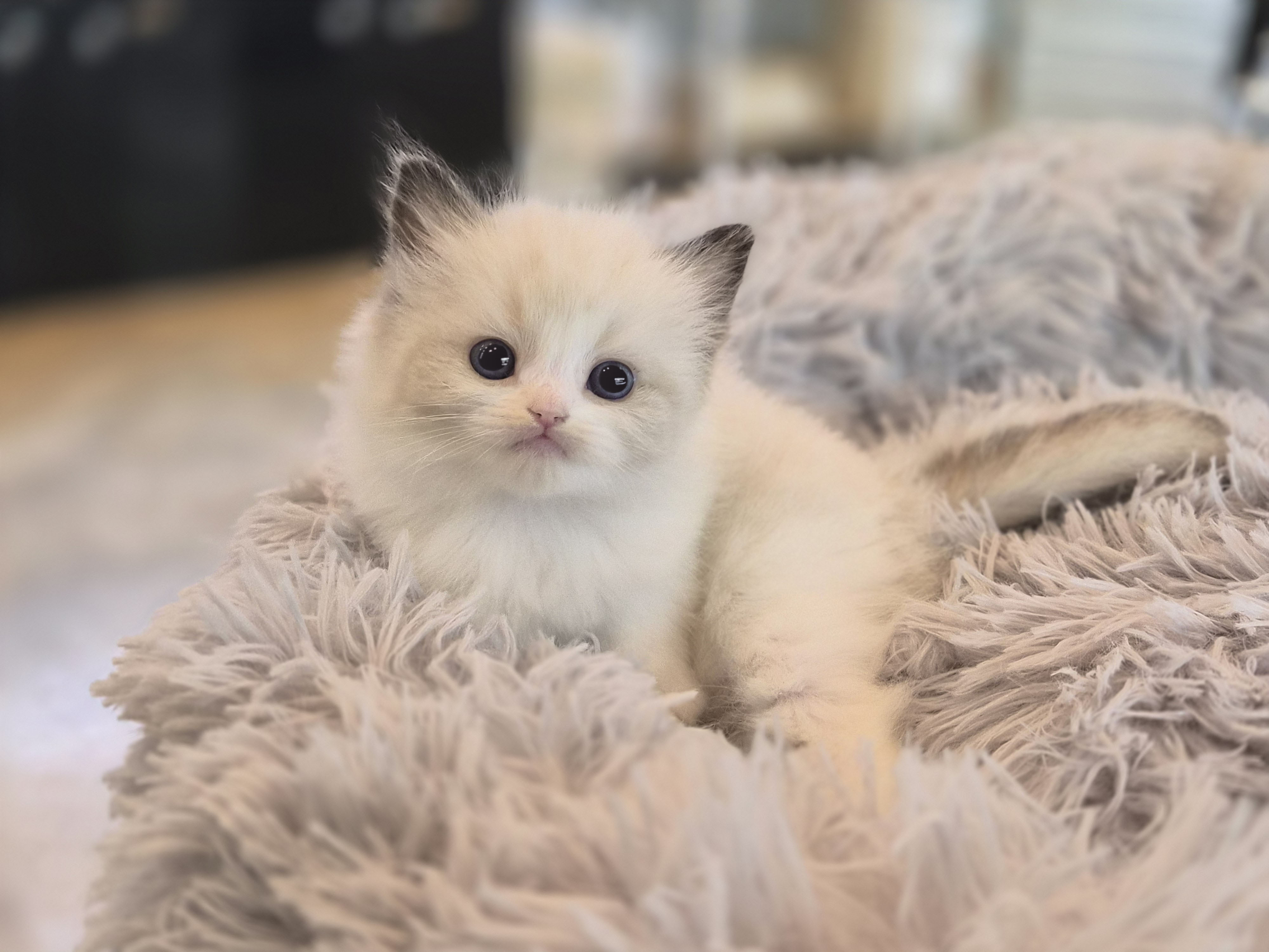 렉돌 분양합니다!