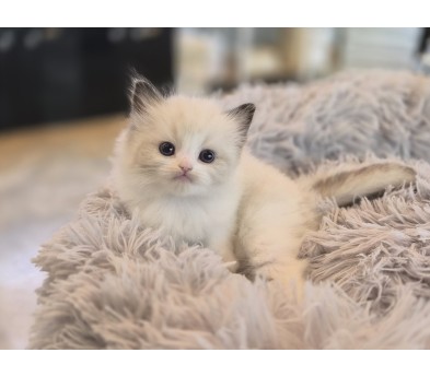 렉돌 분양합니다!