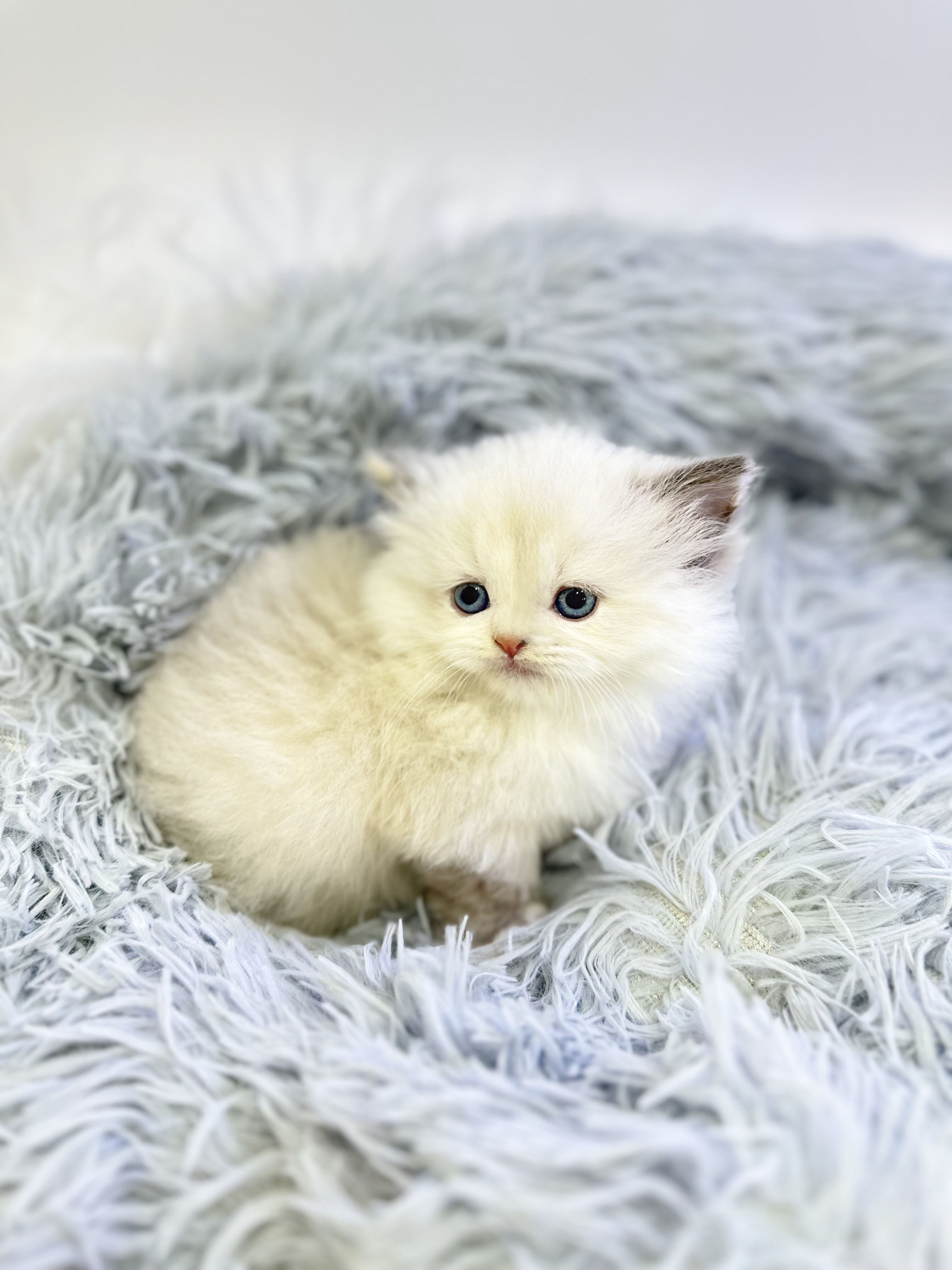 먼치킨 분양합니다