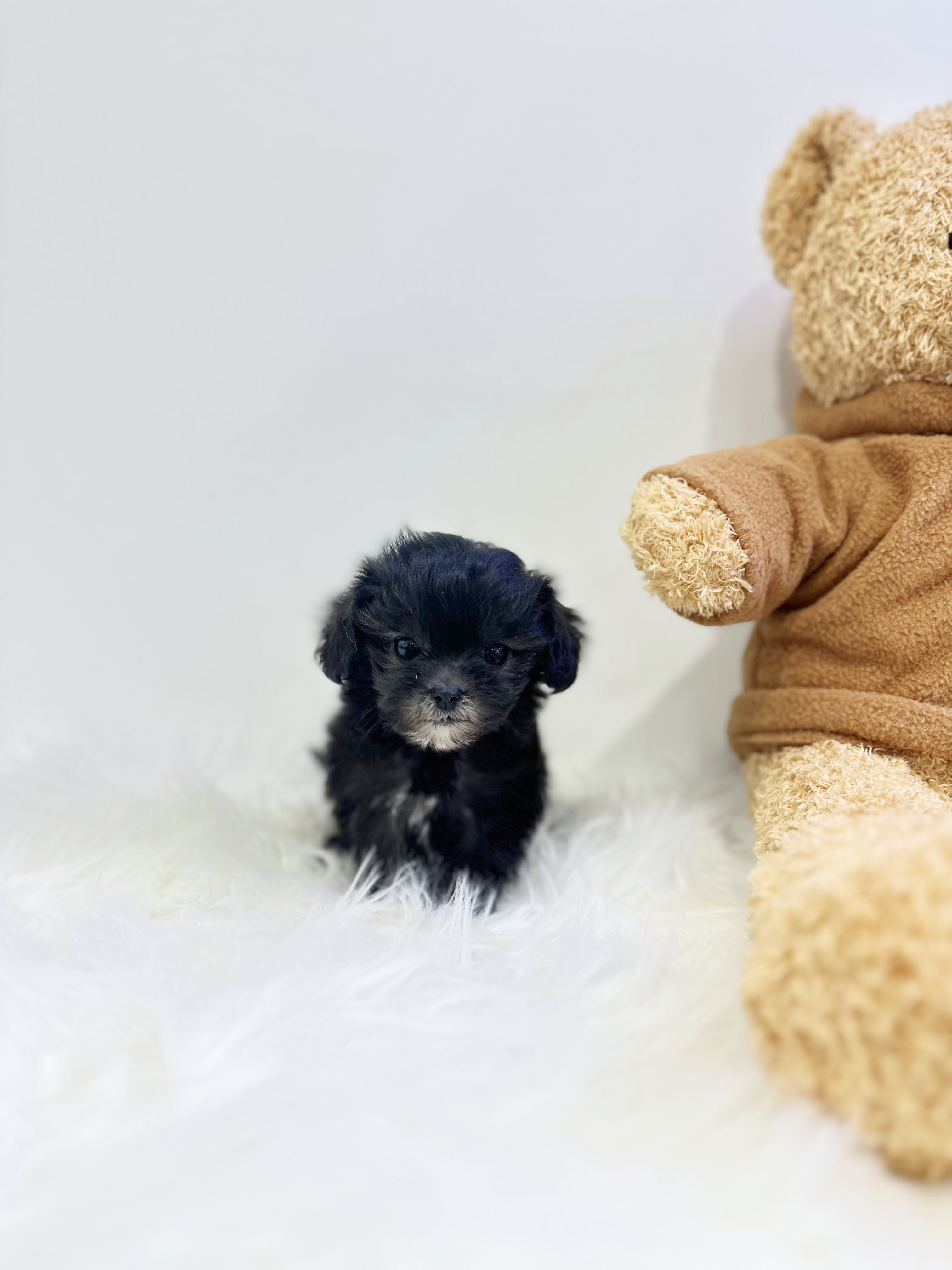 실버말티푸분양합니다