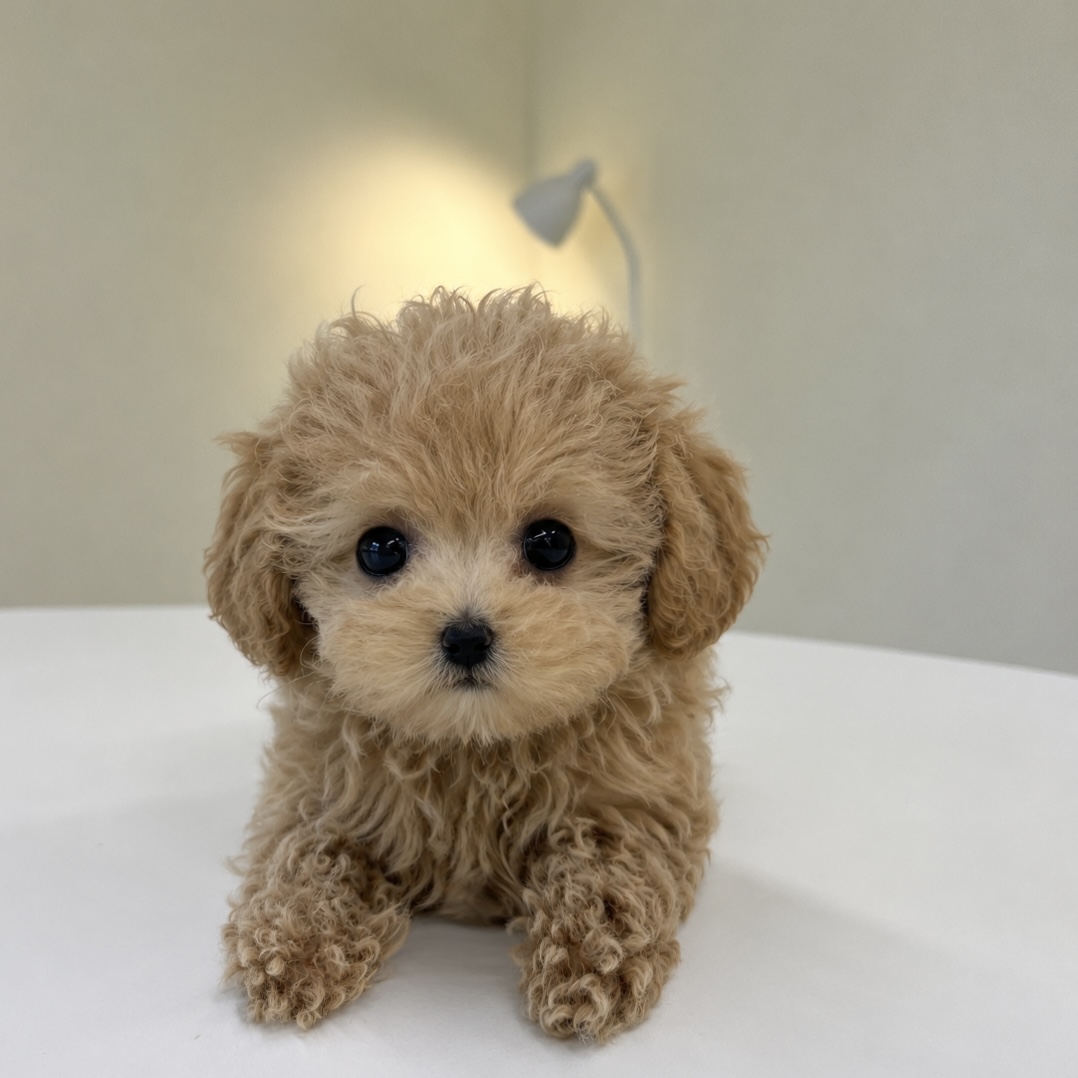 푸들(몽이)(분양완료)